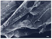 Breaking the mould? | Nature Reviews Microbiology