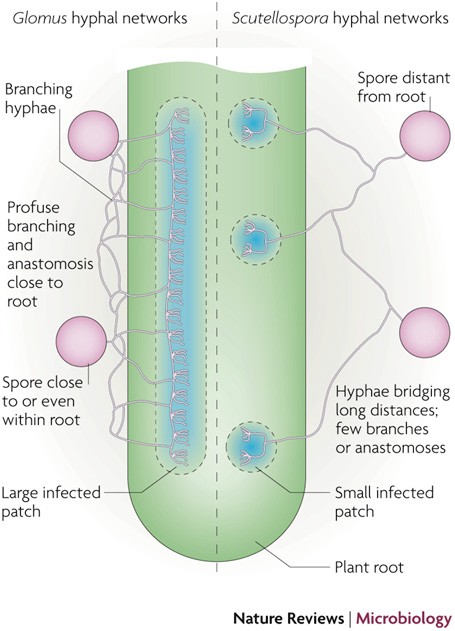 Arbuscular mycorrhizal networks: process and functions. A review