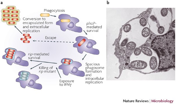 Intracellular pathogenic bacteria and fungi — a case of convergent evolution?