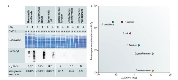 A new perspective on radiation resistance based on Deinococcus