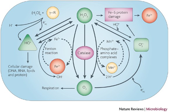 A new perspective on radiation resistance based on Deinococcus