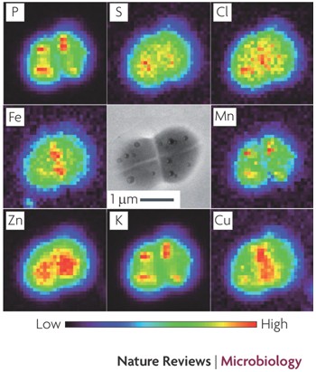 Colonized extremophile Deinococcus radiodurans alleviates toxicity