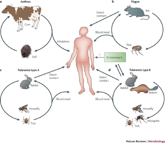 Humans and evolutionary and ecological forces shaped the phylogeography of recently emerged diseases | Nature Reviews Microbiology