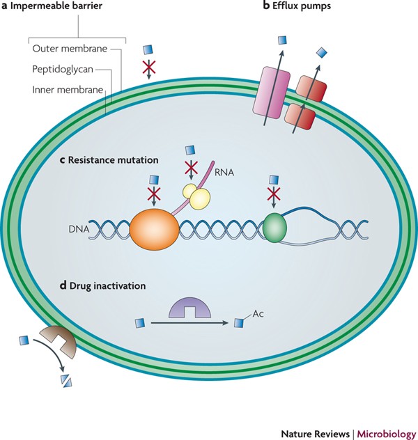 Bacteria carrying a plasmid with an antibiotic resistance gene are important in cloning because