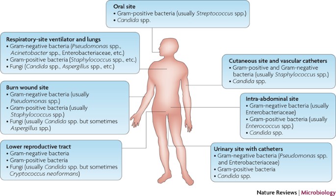 types of fungi on humans