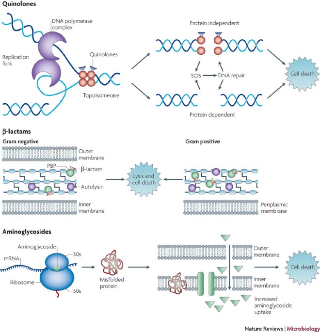 'a diagram of a cell membrane'