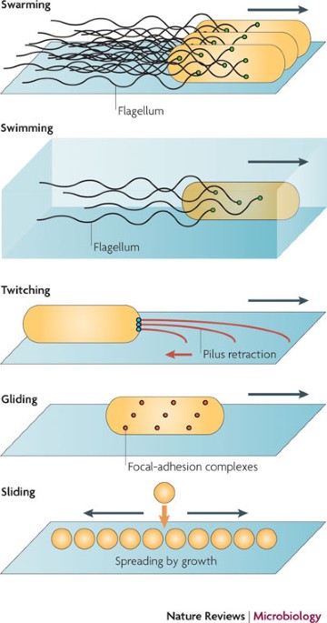 proteus mirabilis swarming motility