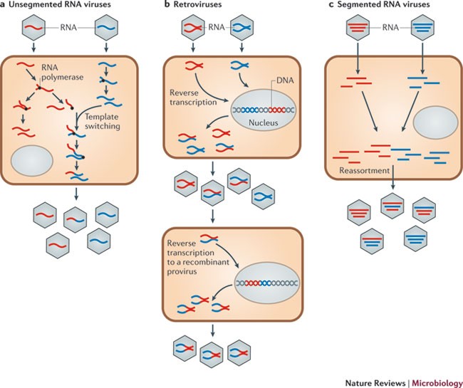 Why do RNA viruses recombine? | Nature Reviews Microbiology Why do RNA viruses recombine? | Nature Reviews Microbiology