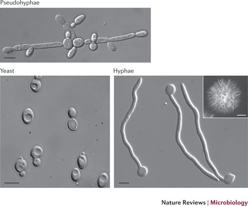 Growth of Candida albicans hyphae | Nature Reviews Microbiology