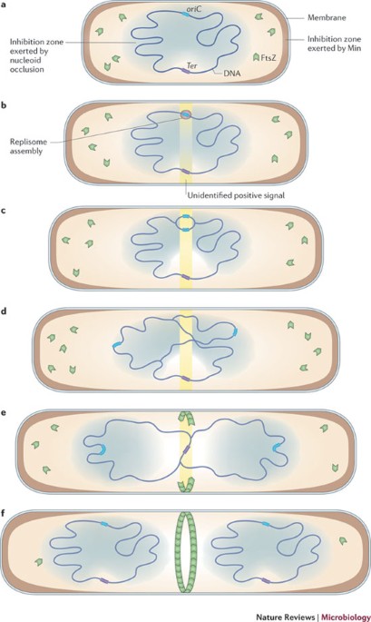 Nucleoid Occlusion And Bacterial Cell Division Nature Reviews Microbiology
