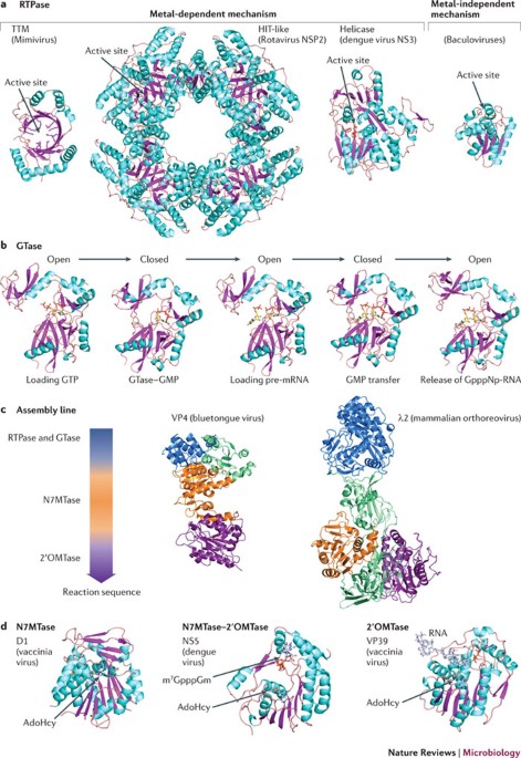 Loop de loop: viral RNA evades IFIT1 targeting: Trends in Microbiology