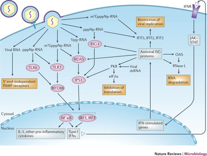 Loop de loop: viral RNA evades IFIT1 targeting: Trends in Microbiology