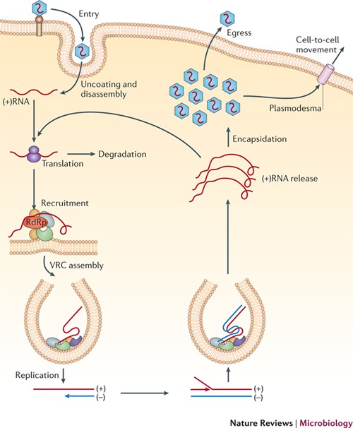 The Dependence Of Viral Rna Replication On Co Opted Host Factors Nature Reviews Microbiology The Dependence Of Viral Rna Replication On Co Opted Host Factors Nature Reviews Microbiology