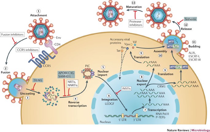 hiv virus structure animation