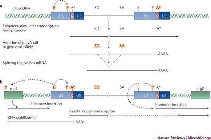 Evolutionary analysis of endogenous intronic retroviruses in primates  reveals an enrichment in transcription binding sites associated with key  regulatory processes [PeerJ]