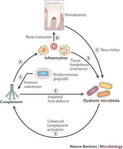 The keystone metaphor. The keystone is the component of a