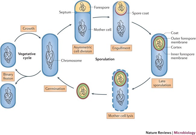 the bacillus subtilis endospore