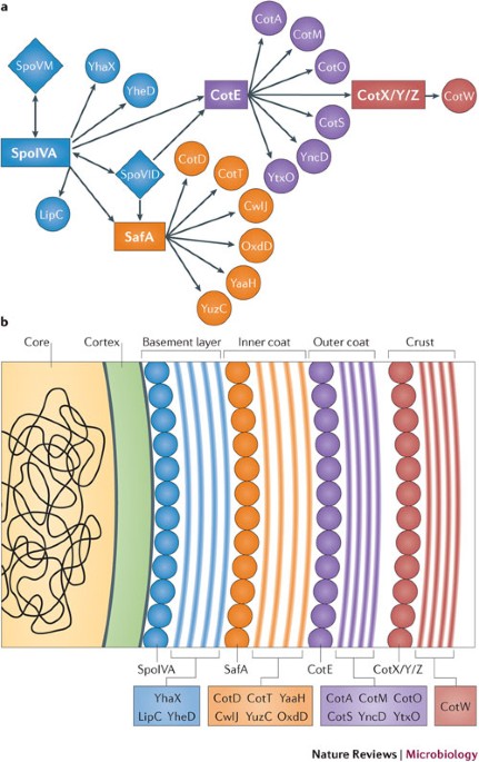 Sporobeads: The Utilization of the Bacillus subtilis Endospore