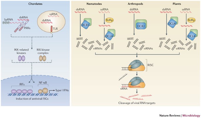 Rna Viruses And The Host Microrna Machinery Nature Reviews Microbiology