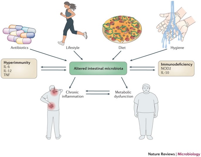The gut microbiota — masters of host development and physiology | Nature  Reviews Microbiology