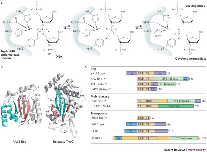 Breaking And Joining Single Stranded Dna The Huh Endonuclease Superfamily Nature Reviews Microbiology