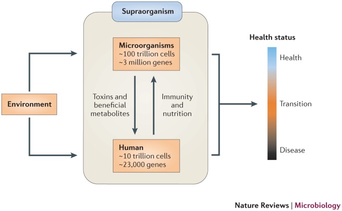 Schizophrenia and obesity: May the gut microbiota serve as a link for the  pathogenesis? - Wu - 2023 - iMeta - Wiley Online Library