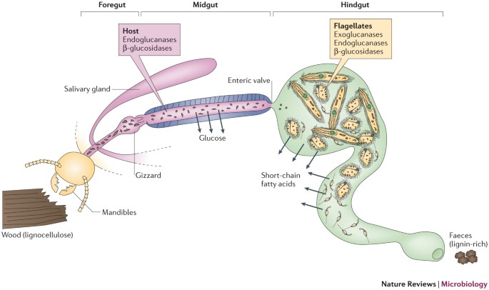 Symbiotic digestion of lignocellulose in termite guts | Nature