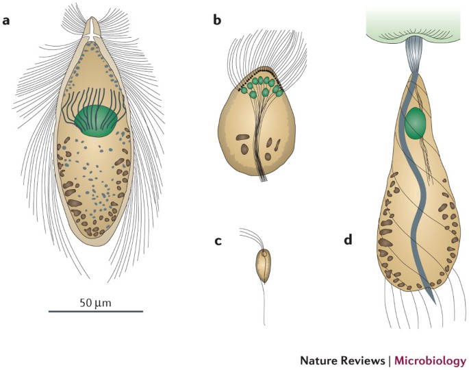 Symbiotic digestion of lignocellulose in termite guts | Nature Reviews  Microbiology