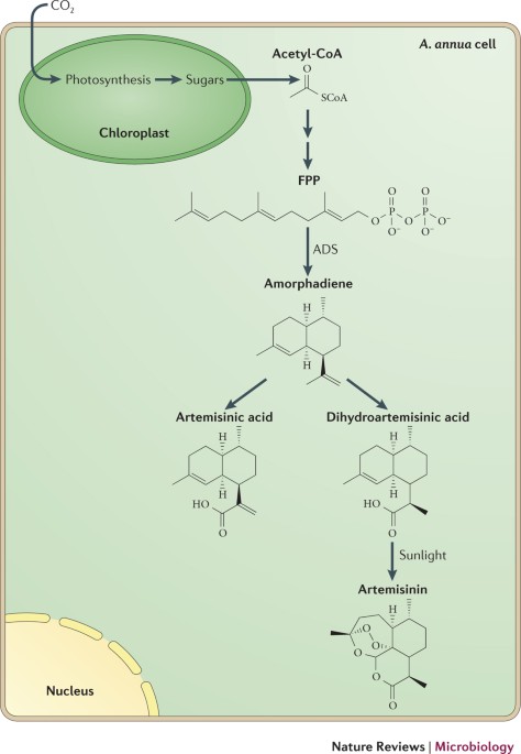 Semi-synthetic artemisinin: a model for the use of synthetic