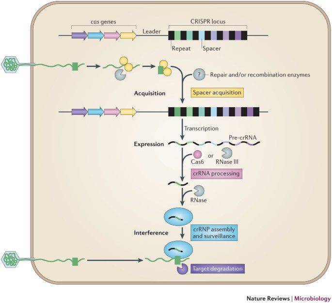 Unravelling the structural and mechanistic basis of CRISPR–Cas systems | Nature  Reviews Microbiology