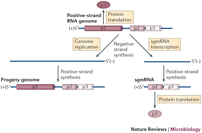 Functional Long Range Rna Rna Interactions In Positive Strand Rna Viruses Nature Reviews Microbiology Functional Long Range Rna Rna Interactions In Positive Strand Rna Viruses Nature Reviews Microbiology