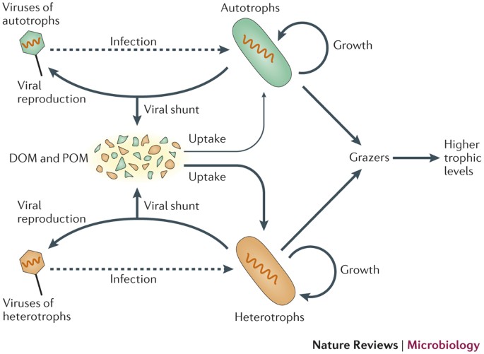 The elemental of virus particles: implications biogeochemical cycles | Nature Reviews Microbiology