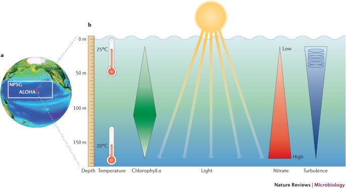 Microbial oceanography and the Hawaii Ocean Time-series programme | Nature  Reviews Microbiology
