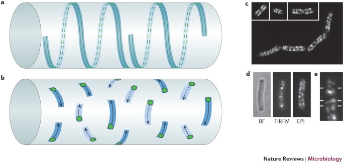 Bacterial morphogenesis and the enigmatic mreb helix