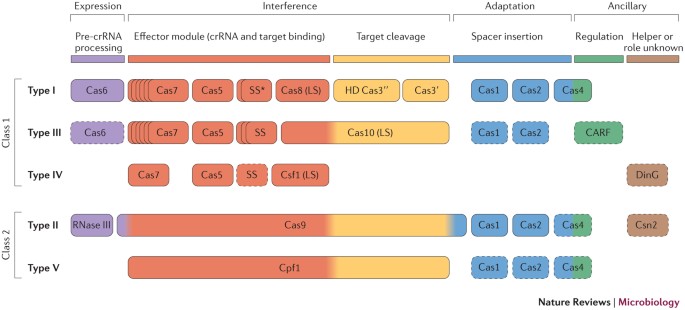 An updated evolutionary classification of CRISPR–Cas systems | Nature  Reviews Microbiology