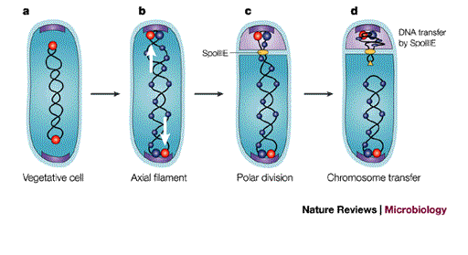 Sporobeads: The Utilization of the Bacillus subtilis Endospore