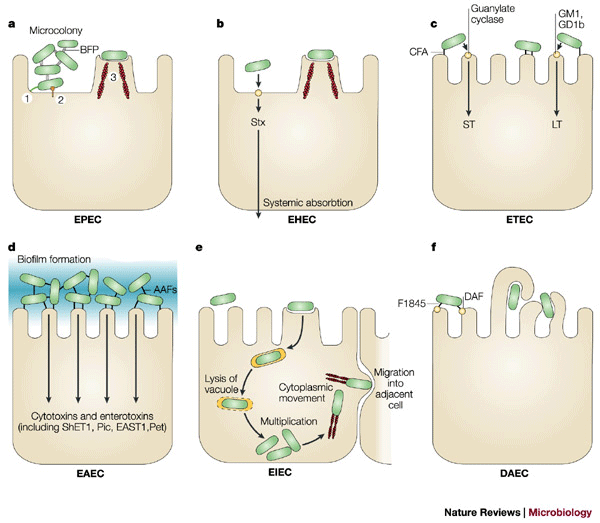 Pathogenic Escherichia Coli Nature Reviews Microbiology