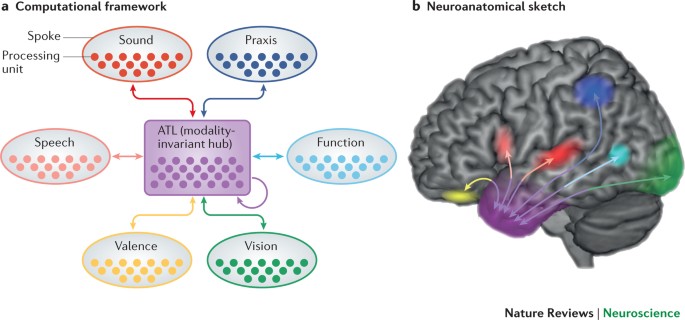 neural and computational bases of semantic cognition | Nature Neuroscience