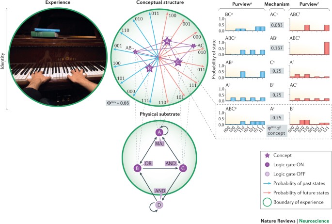 Integrated information theory: from consciousness to its physical ...