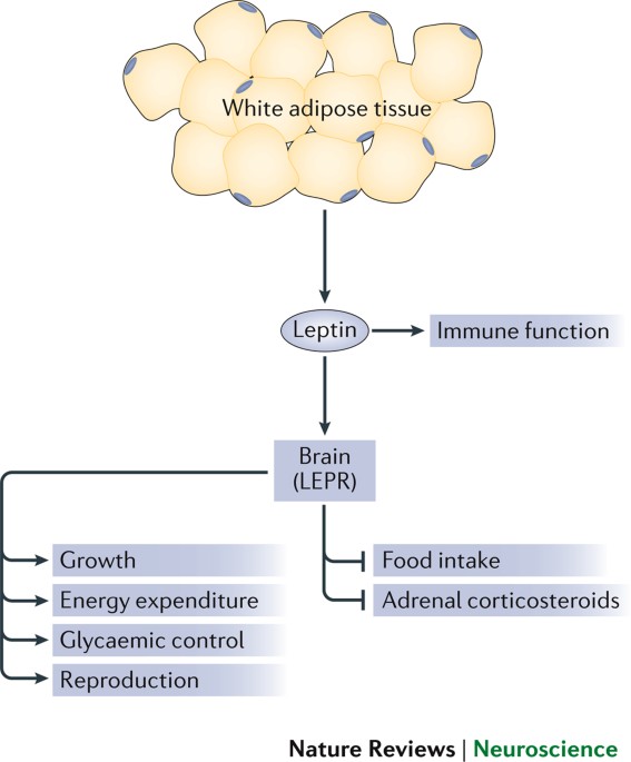 semaglutide leptin Leptin and the maintenance of elevated body weight