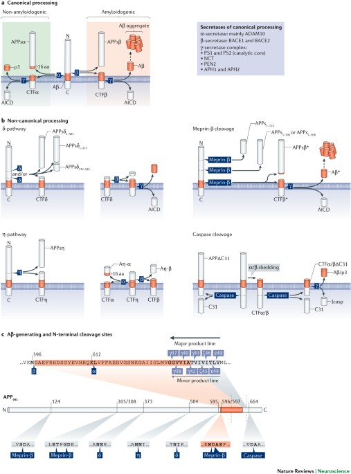 Not just amyloid: physiological functions of the amyloid precursor protein family