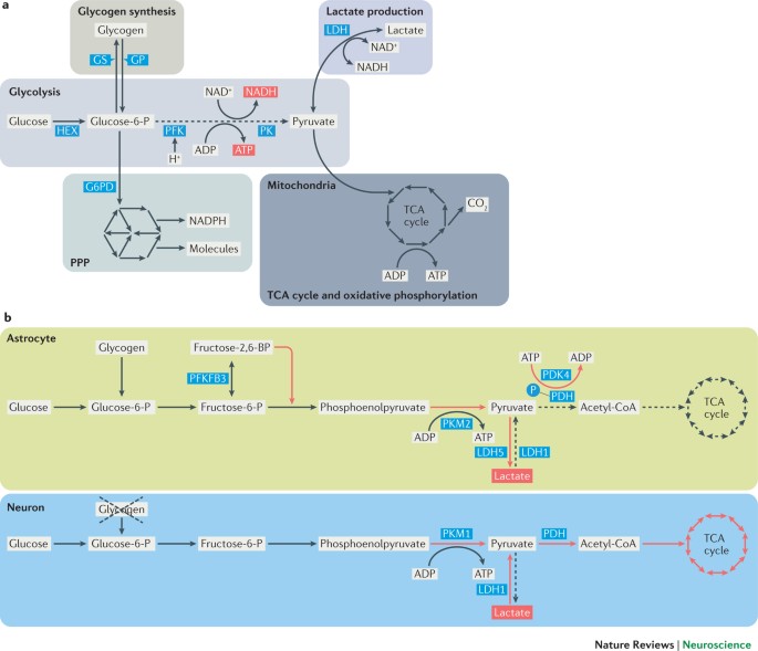 Lactate In The Brain From Metabolic End Product To Signalling Molecule Nature Reviews Neuroscience Lactate In The Brain From Metabolic End Product To Signalling Molecule Nature Reviews Neuroscience