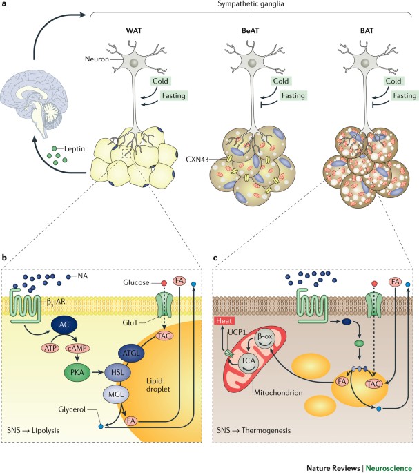 Leptin And Brain Adipose Crosstalks Nature Reviews Neuroscience Leptin And Brain Adipose Crosstalks Nature Reviews Neuroscience