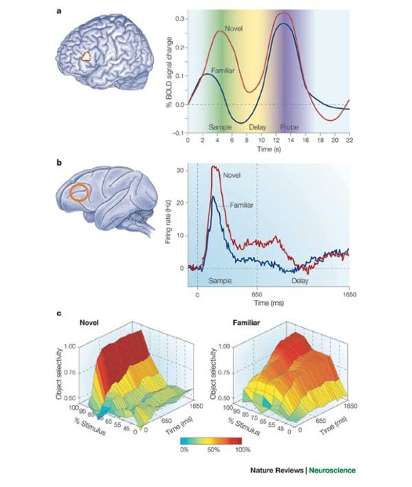 Neural Mechanisms For Detecting And Remembering Novel Events Nature Reviews Neuroscience