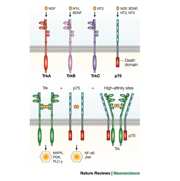 Neurotrophins and their receptors: a convergence point for many signalling pathways