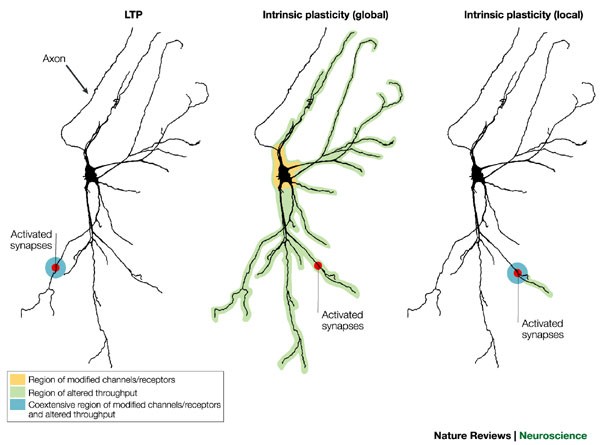 The other side of the engram: experience-driven changes in neuronal intrinsic excitability