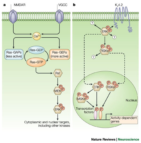 Mapk cascade signalling and synaptic plasticity