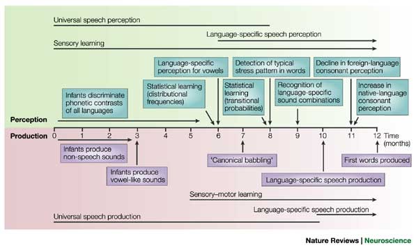 Early language acquisition: cracking the speech code | Nature Reviews  Neuroscience