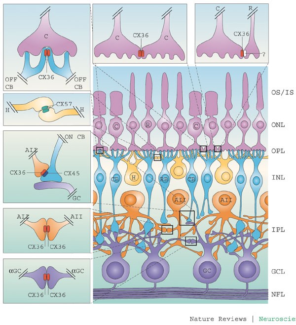 Expression and functions of neuronal gap junctions | Nature Reviews  Neuroscience