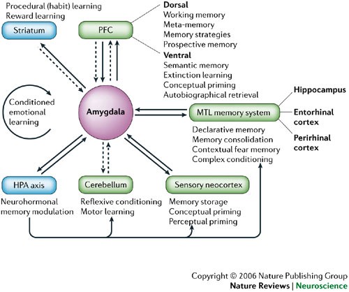 Cognitive Neuroscience Of Emotional Memory Nature Reviews Neuroscience